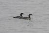 Great Northern Diver at Southend Pier (Steve Arlow) (36034 bytes)